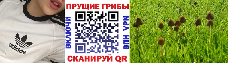 blacksprut зеркало  Пласт  Псилоцибиновые грибы Magic Shrooms 